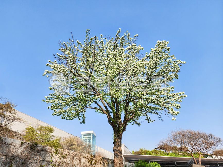 돌배나무,왕따나무,나무,나무줄기,하늘,파란하늘,배경화면,tree,treetrunk,background,sky,bluesky