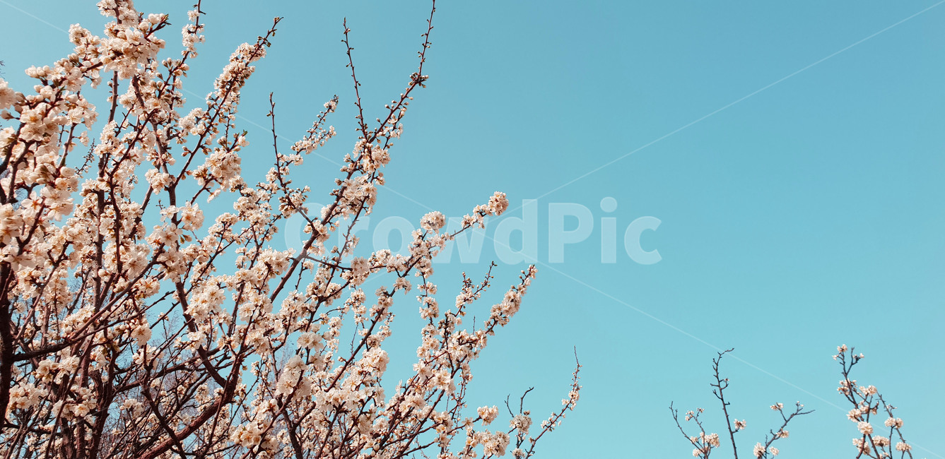 벚꽃,하늘,봄,flower,blossom,꽃
