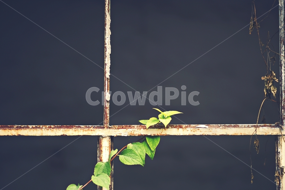 life,plant,time,window,정물사진,식물,자연,plants,nature,감성,sensible,feeling,빈티지사진,빈티지느낌,빈티지감성,vintage