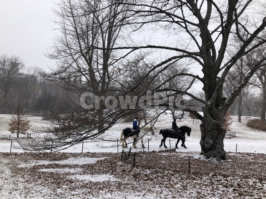 snow,horse,newyork,말,winter,겨울,겨울,계절,winter,season