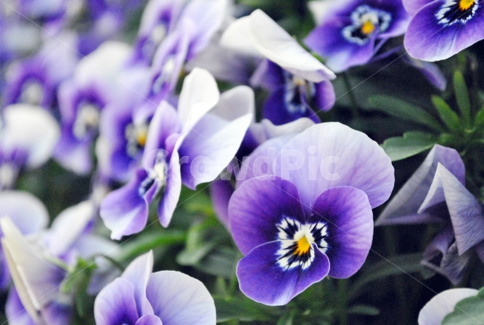 꽃,화단,식물,봄,보라색,flower,flowerbed,plant,spring,purple,식물,자연,plants,nature,꽃,flower