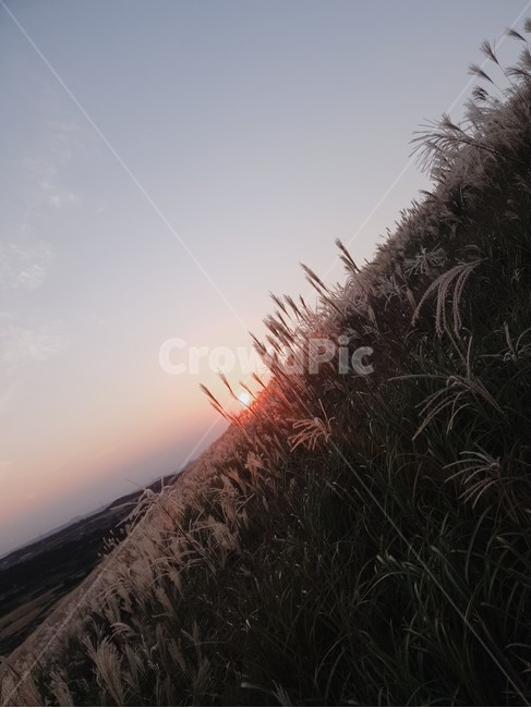 새별오름,저녁,노을,갈대,사선