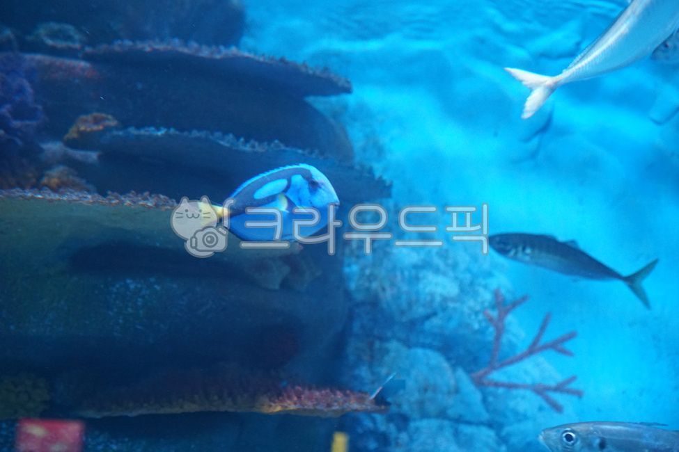 도리,블루탱,bluetang,수족관,물고기,water,fish,animal,물,산호,수영,블루,해양생물,sea,아쿠아리움