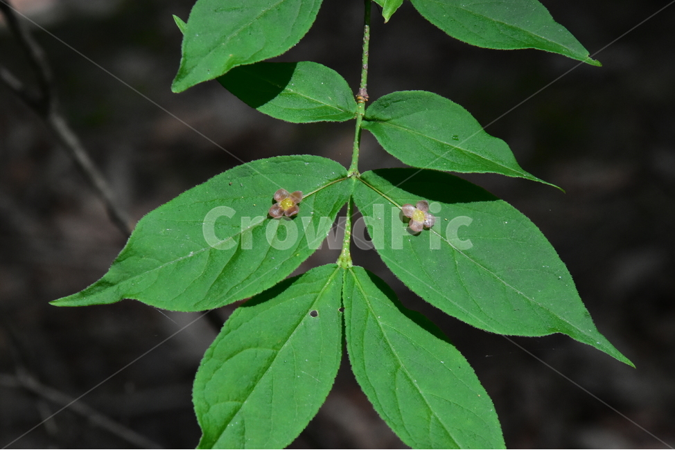 회목나무,야생화,생태,식물,자연,꽃,힐링,플라워,wildflower,flower,plants,nature,season,감성,느낌,emotion,feeling,나무,목본,노박덩굴과,화살나무속,식물,자연,plants,nature,꽃,flower
