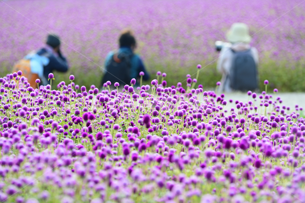 천일홍,출사,사진작가,꽃밭,집중,식물,자연,plants,nature,꽃,flower,사람들,대중,군중,other people,crowd,인물실루엣,사람실루엣,character silhouette,human silhouette,사진작가,포토그래퍼,photographer,human,인간,person,사람