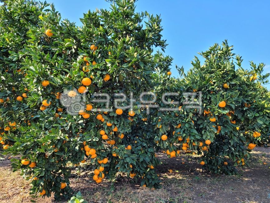 귤, 감귤류과일, 과일, 노지귤, fruit, 사진,이미지,일러스트,캘리그라피 - phototo73작가