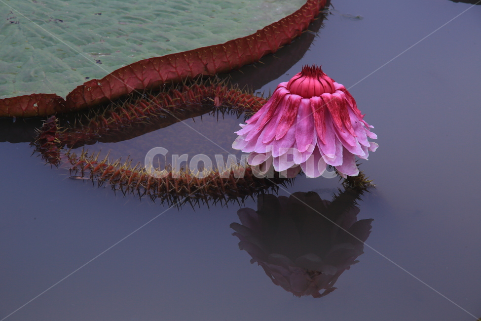 plant,식물,blossom,flower,꽃,연꽃,수련,빅토리아연,빅토리아연꽃,야화,연못,식물,자연,plants,nature,꽃,flower