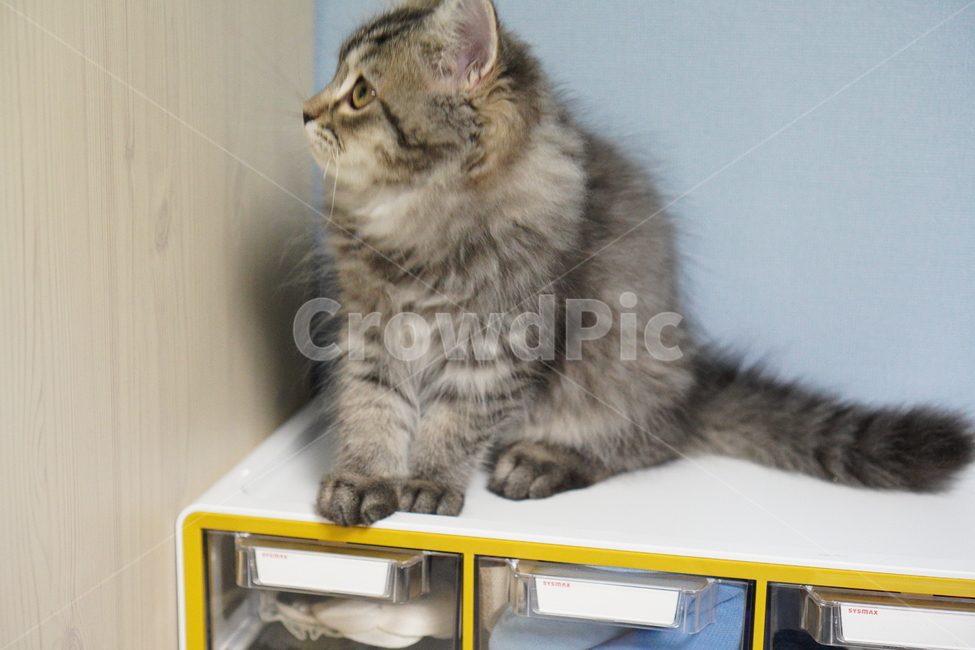 고양이,어리고양이,아기고양이,페르시안고양이,반려묘,냥이,동물,animal,포유류,mammal,고양이,cat,kitten,kitty