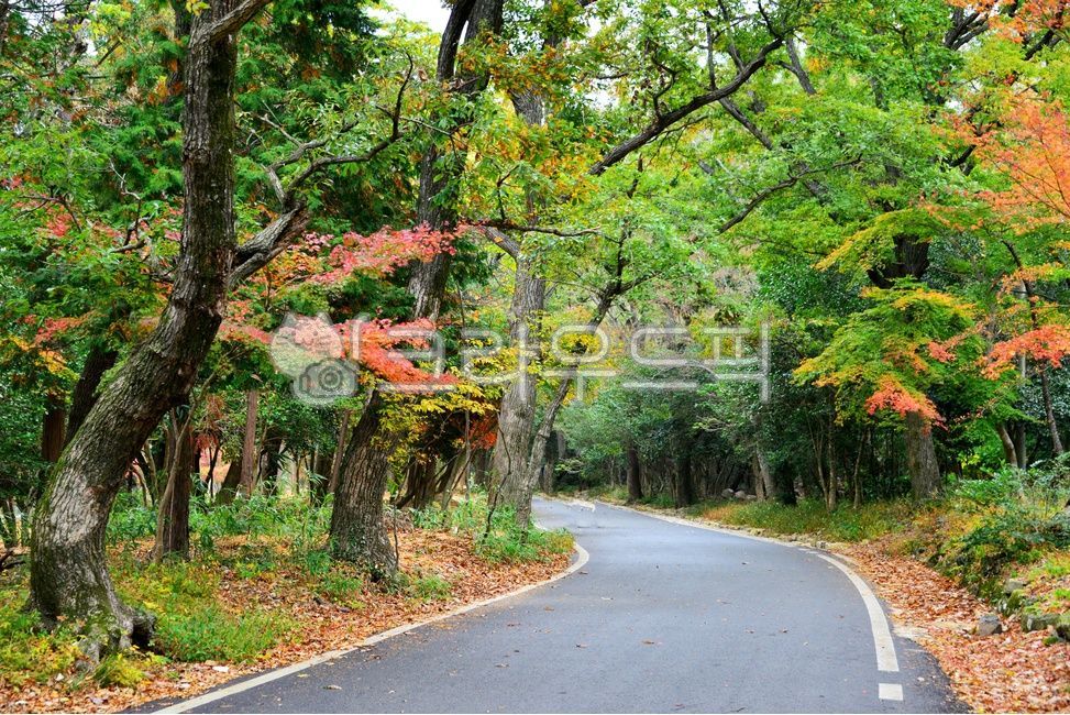 asphalt, 아스팔트, tree, 나무, plant, 사진,이미지,일러스트,캘리그라피 - 영산공작가