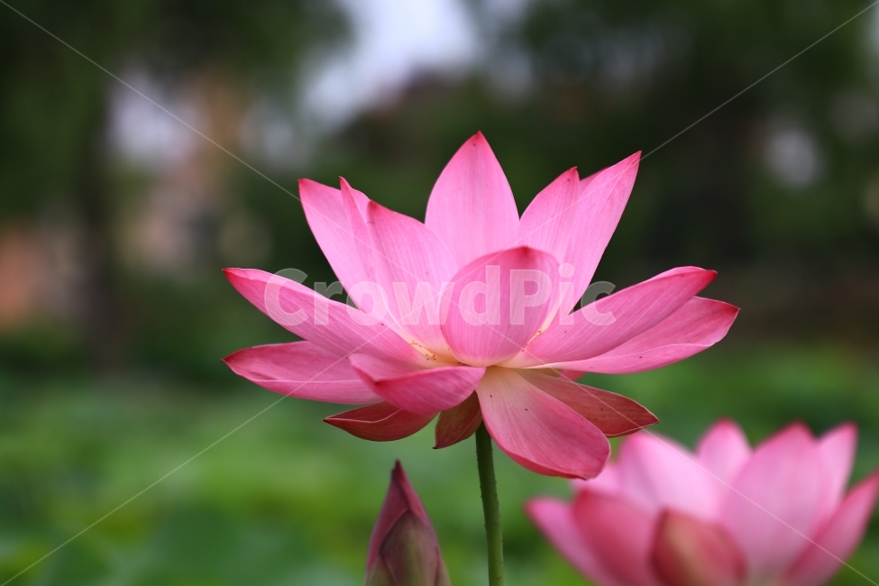 연꽃,홍련,백련,연잎,연,부여,궁남지,꽃,꽃사진,flower,식물,자연,plants,nature,꽃,flower