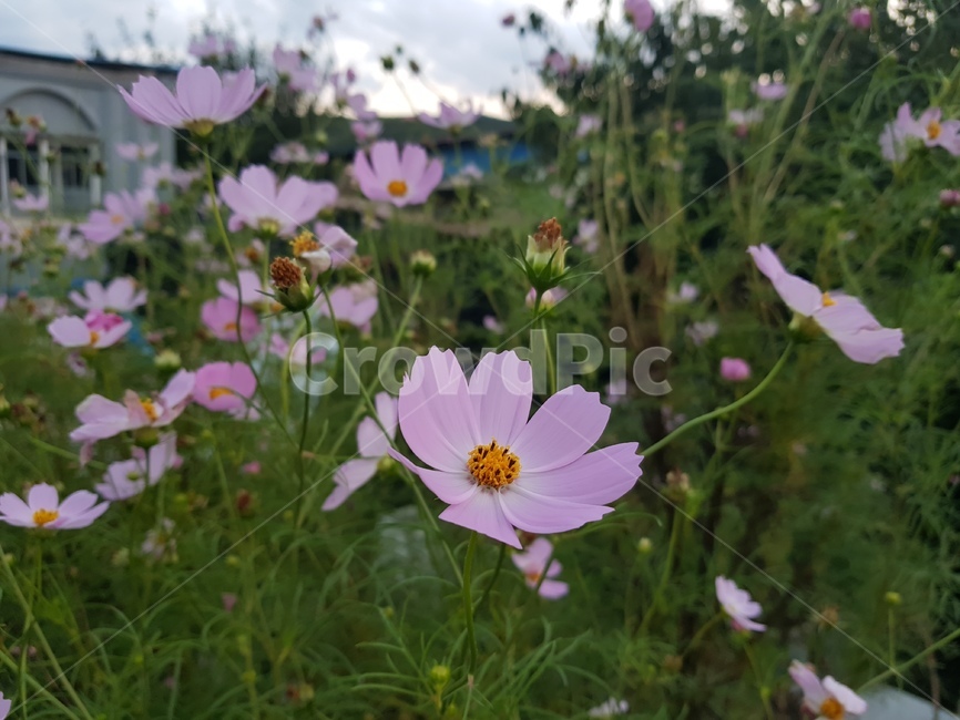 코스모스,시골,접사,꽃,분홍코스모스,분홍꽃,분홍,식물,flower,식물,자연,plants,nature,꽃,flower