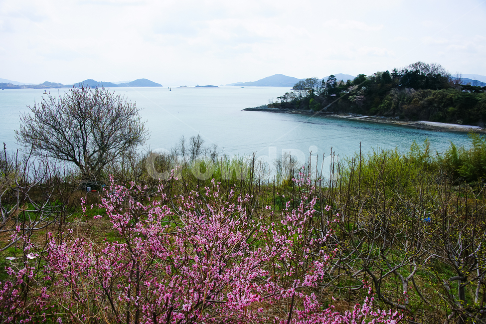 봄꽃,복사꽃,바다,남해,새싹,꽃잎,분홍꽃,감성,자연,꽃놀이,natrue,flower,feeling,봄,계절,spring,season,자연,풍경,nature,landscape,한국자연풍경,한국자연경관,korea nature landscape,outdoors,옥외,water,물