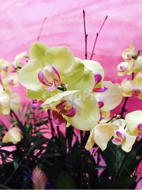 꽃,식물,플라워,향기,봄꽃,식물,자연,plants,nature,꽃,flower
