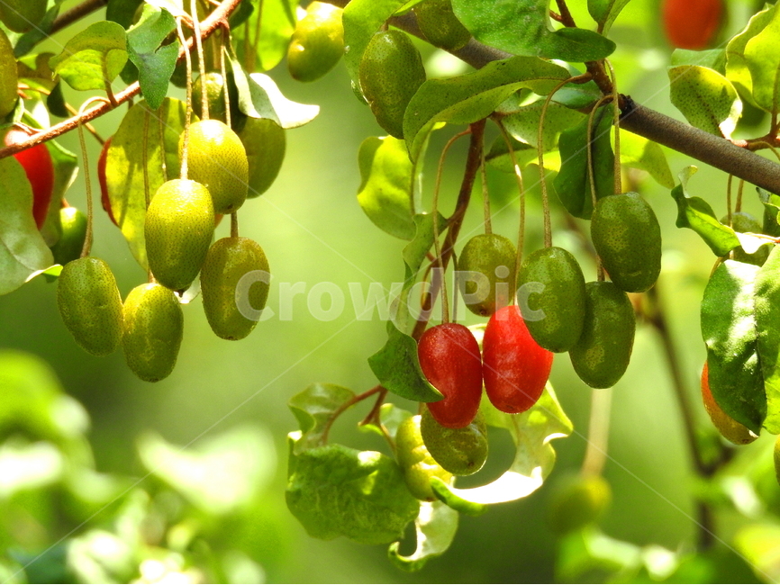 열매,식물,plant,자연,과일,식물,자연,plants,nature,과일,열매,fruit