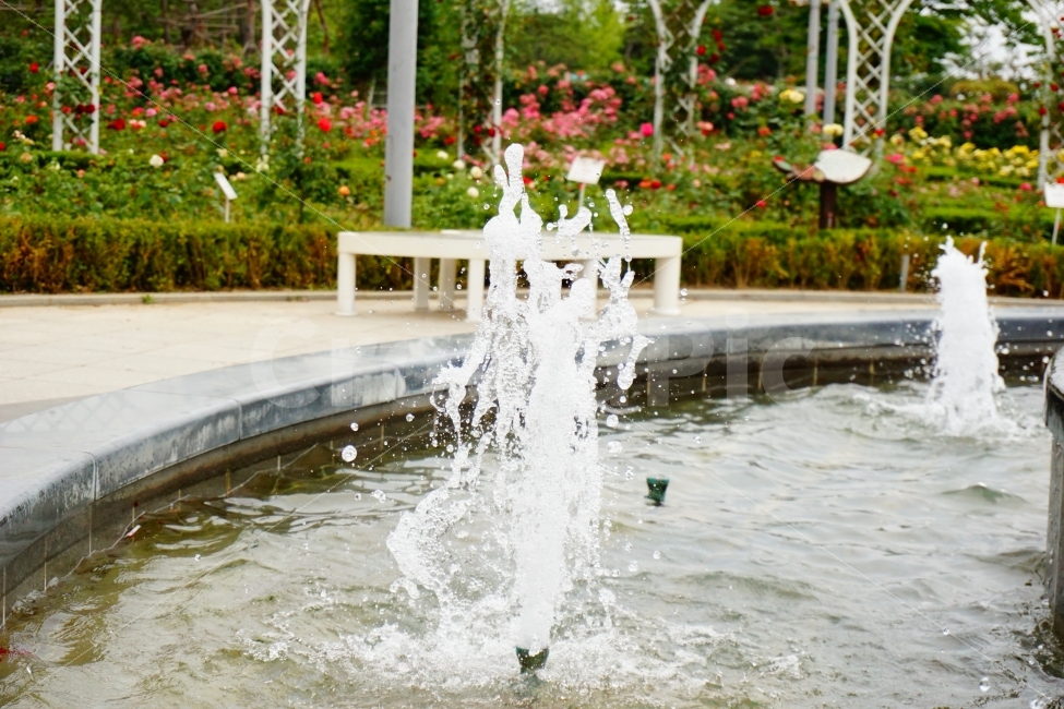 분수,물방울,물줄기,여름,시원함,공원,여름,계절,summer,season,water,물