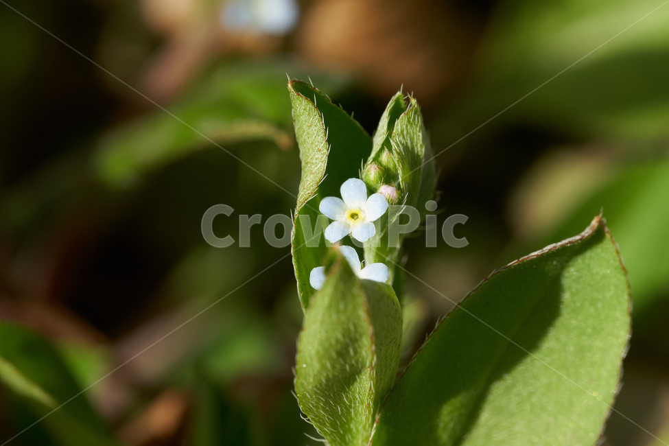 꽃마리,들꽃,야생화,접사,macro,green,꽃,식물,자연,plants,nature,꽃,flower