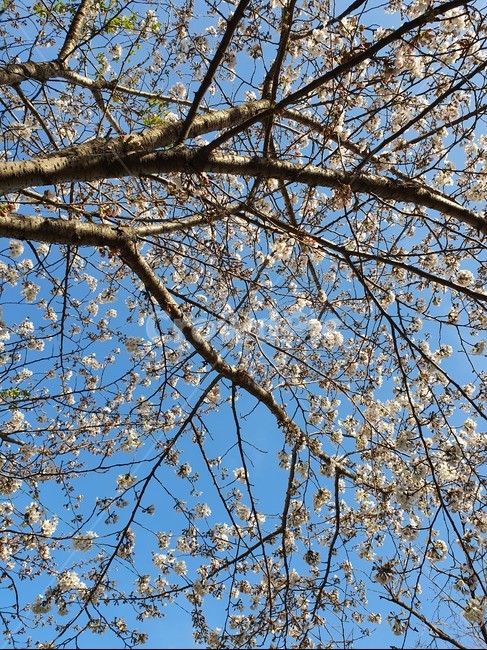 벚꽃,벚꽃구경,벗꽃,벚꽃엔딩,봄꽃,체리블라썸,cherryblossom