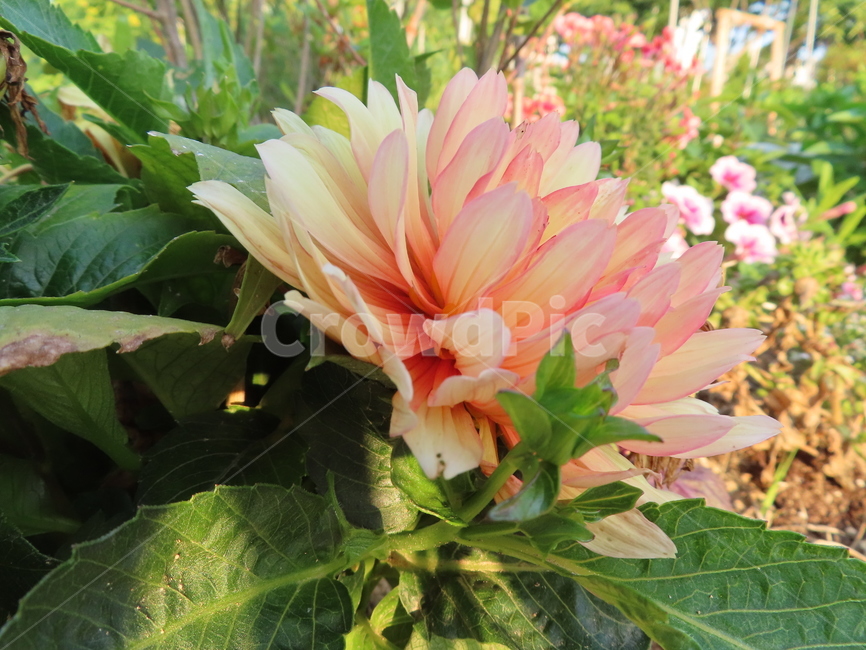 쌍떡잎,식물,꽃,아름다움,주황색,화려한,plants,flowers,beauty,orange,sunny