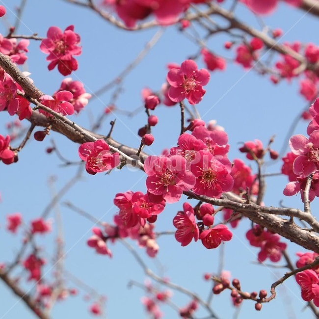 매화,apricotflower,봄꽃,매화꽃,spring,매화나무,식물,꽃,아름다운,핑크색,꽃나무,자연,plants,flowers,beautiful,pink,식물,자연,plants,nature,꽃,flower