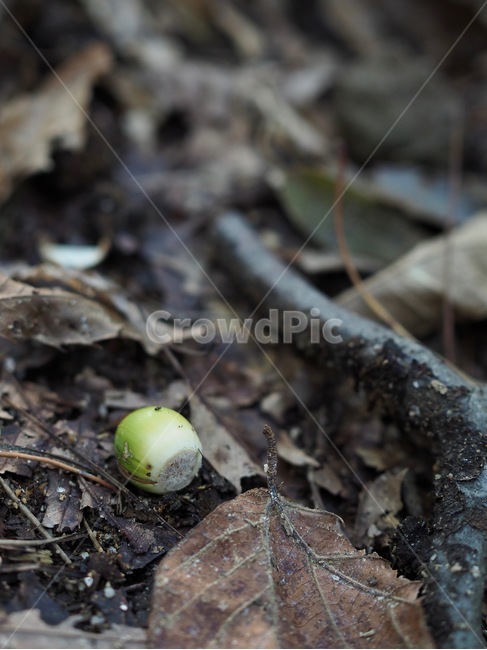 도토리,숲,녹색,배경,가을,자연,한국,acorn,forest,green,background,autumn,nature,korea,koreanacorn,nut,너트,food,음식,과일,열매,fruit
