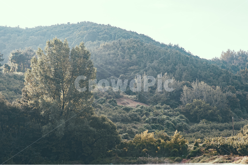 plant,식물,tree,나무,fir,전나무,abies,아비,nature,자연,outdoors,옥외,자연,풍경,nature,landscape
