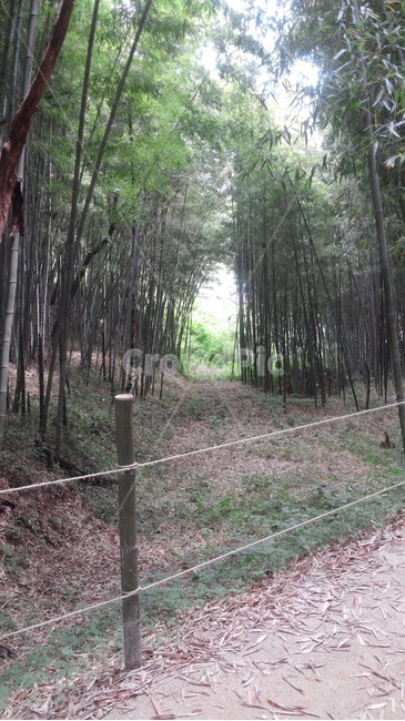 담양,죽녹원,대나무,대나무길,담양죽녹원