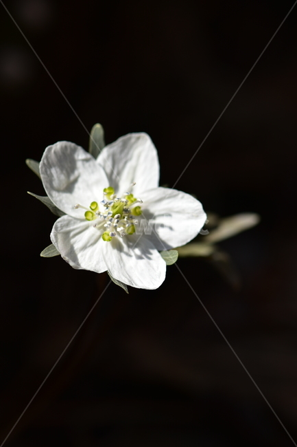 바람꽃,야생화,이른봄,은련화,흰색,다년생,식물,자연,plants,nature,꽃,flower