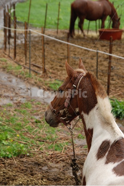 흐림,horse,animal,동물,말,동물,animal,포유류,mammal