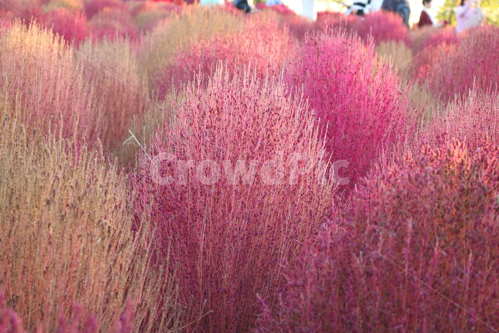 댑싸리,꽃댑싸리,식물,자연,대싸리,가을,가을,계절,fall,autumn,season