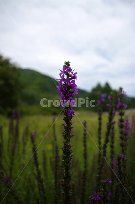 꽃,식물,flower,plant,부처꽃,식물,자연,plants,nature,꽃,flower