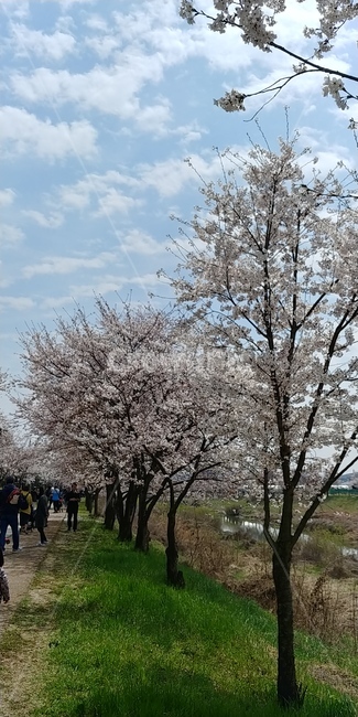 벗꽃,벗꽃나무,공원,봄,4월