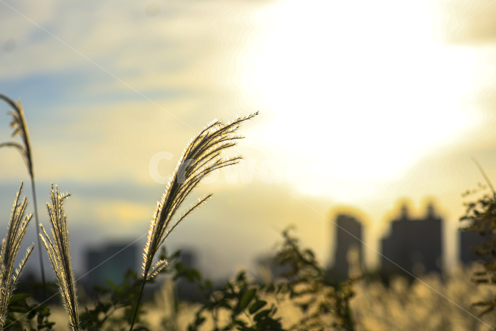 갈대,가을,억새,억새밭,갈대밭,억새군락지,silvergrassfield,fall,reed,silvergrass,fieldofreeds,식물,grass,가을,계절,fall,autumn,season,식물,자연,plants,nature,잔디,plant,lawn