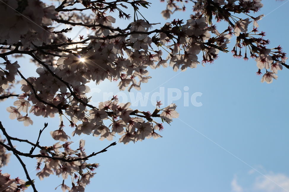 벚꽃,햇살,봄,하늘,풍경,만개,낮,배경,나뭇가지,꽃,꽃봉오리,하얀,구름,cherryblossom,sunshine,spring,sky,landscape,fullbloom,daytime,background,branch,flower,bud,white,cloud