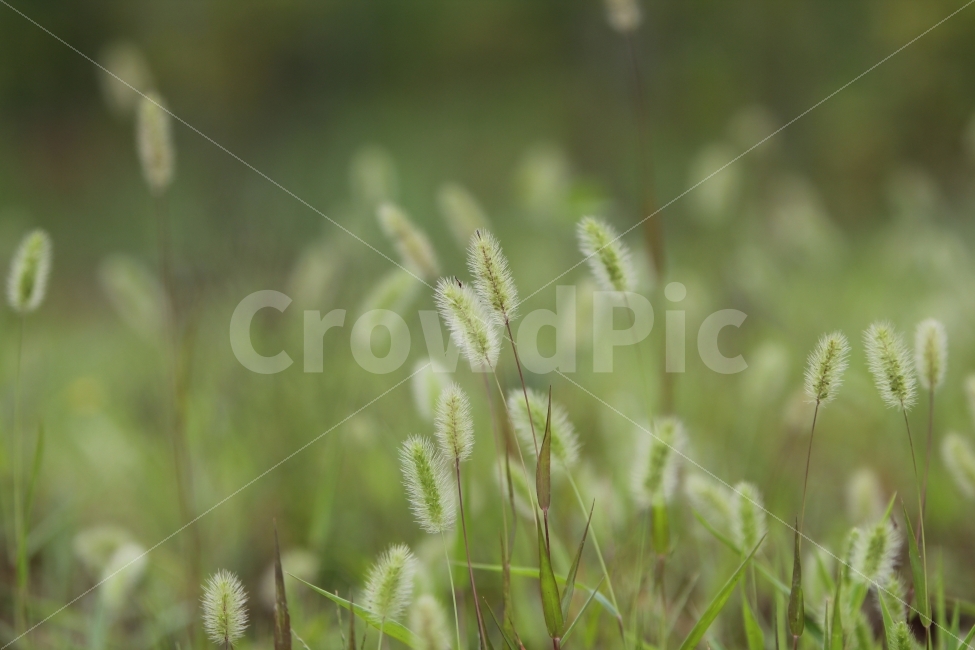 강아지풀,봄,아웃포커싱,배경화면,광주호,식물,풍경,식물,자연,plants,nature,감성,sensible,feeling