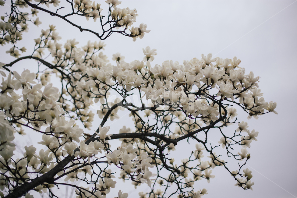 식물,flower,꽃,blossom,plant,spring,봄,꽃나무,봄,계절,spring,season