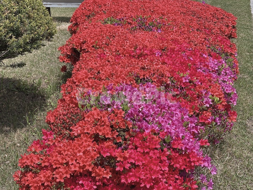 꽃밭꽃,꽃밭,꽃,빨간꽃,봄