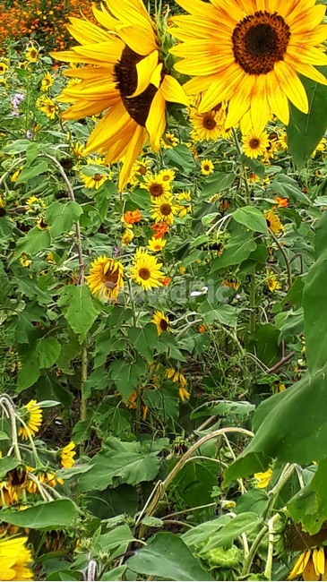 plant,식물,flower,꽃,해바라기,식물,자연,plants,nature,꽃,flower