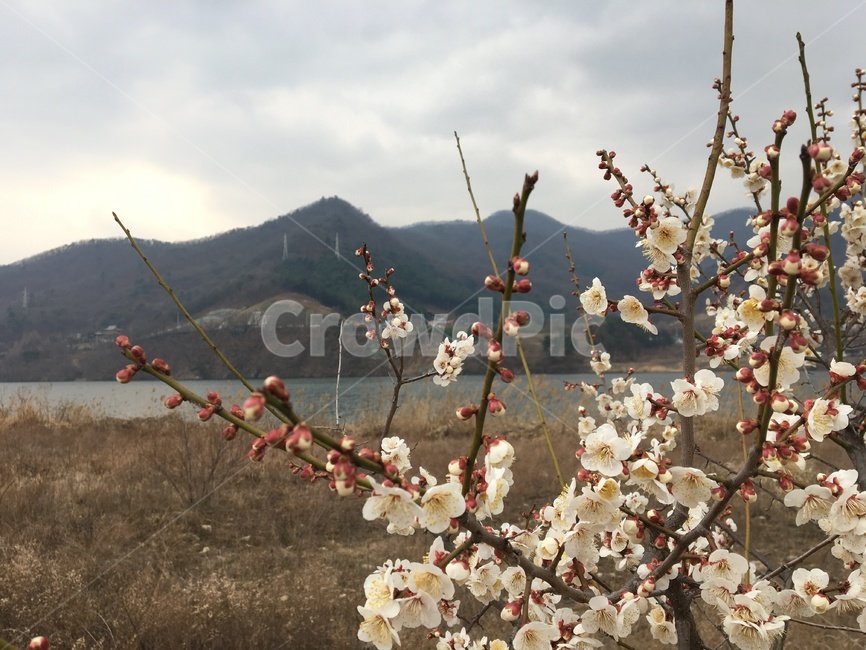 매화,꽃,자연,봄,식물,플라워,flower