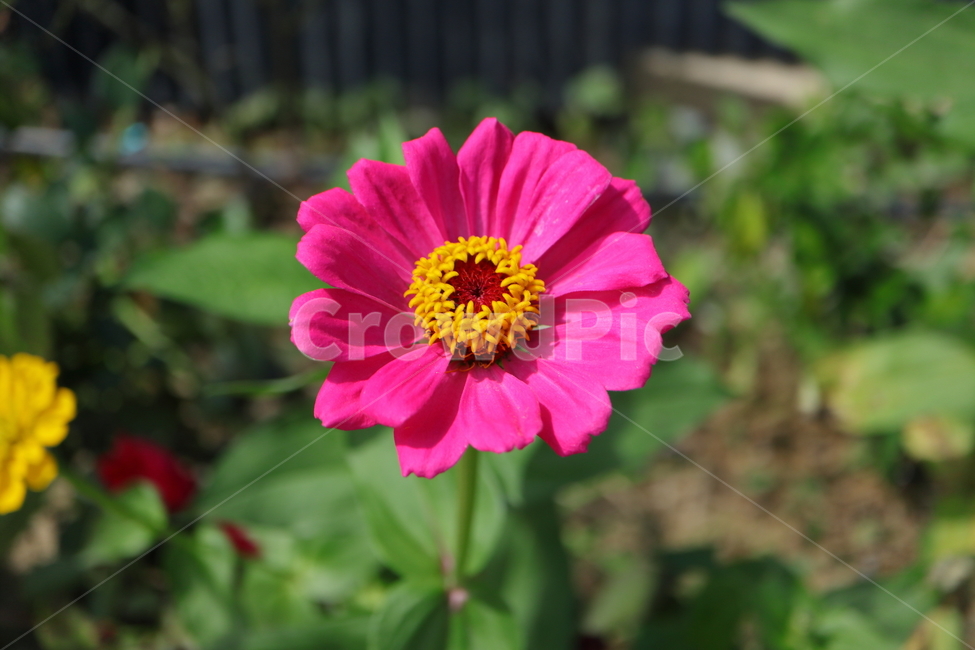 plant,식물,백일홍,zinnia,ninniaelegans,분홍색백일홍,국화과,속씨식물,쌍떡입식물,초롱꽃목,원예종