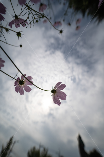 flower,botanical,plant,꽃,식물,식물,자연,plants,nature,꽃,flower
