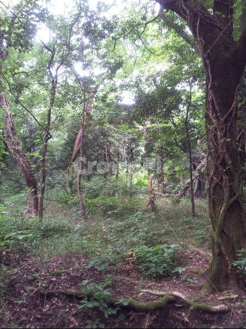 tree,나무,숲,forest,삼림지,자연