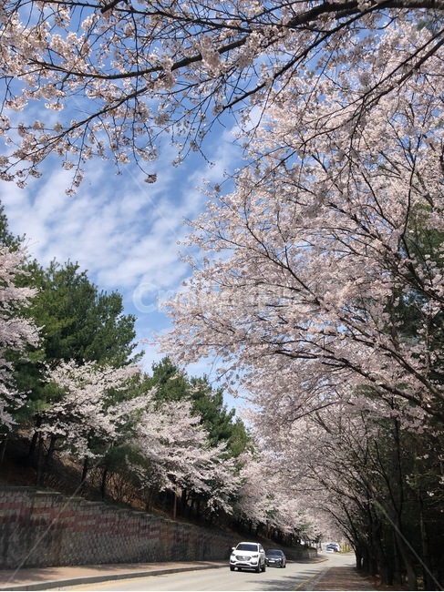 벚꽃,봄,벚꽃길,하늘,자연,풍경