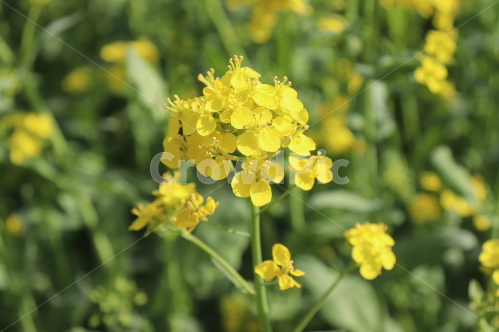 유채꽃,4월,봄,맑음,노란색,꽃내음,봄,계절,spring,season,식물,자연,plants,nature,꽃,flower