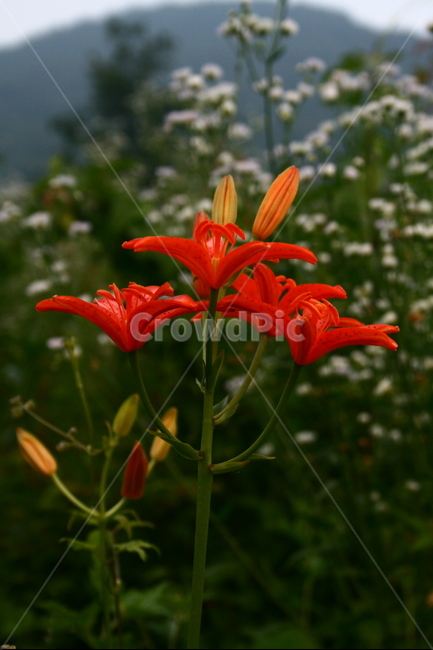 하늘나리,백합과,뇌백합,산단,하눌나리,약용식물,야생화,식물,식물,자연,plants,nature,꽃,flower