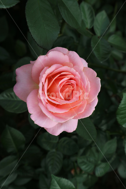 blossom,flower,꽃,rose,장미,plant,식물,분홍장미,식물,자연,plants,nature,꽃,flower