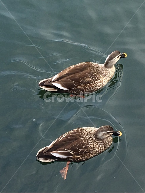 오리,동물,animal,가평,남이섬,동물,animal,조류,새,birds