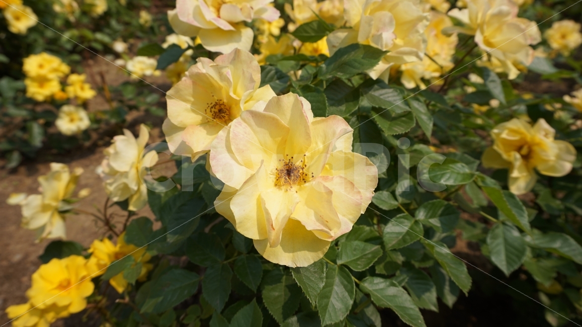 꽃,장미,flower,rose,yellow,yellowflower,노란색,노랑,향기,자연,식물,nature,plant,풍경,landscape,울산,대공원,장미축제,식물,자연,plants,nature,꽃,flower