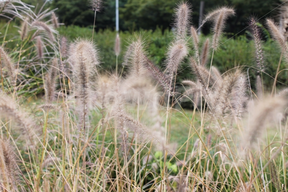 인천대공원,강아지풀,가을,일상,여유,가을,계절,fall,autumn,season,식물,자연,plants,nature,plant,grass,잔디,lawn,reed,갈대