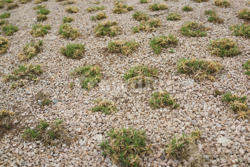 잔디,자연,배경,땅,흙,grass,green,nature,field,texture,lawn,plant,garden,spring,summer,meadow,abstract,landscape,natural,pattern,outdoor,fresh,park,flower,path,white,winter,paving,stone,rocks,rock,background,stones,ground,pebble,pathway,patchy,floor,weeds,patches,pavement,shape,block,brick,way,footpath,old,design,식물,자연,plants,nature
