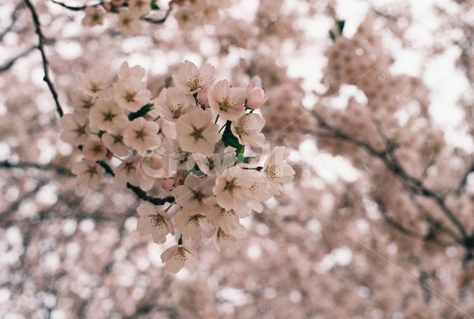 벚꽃,벚나무,봄,cherryblossom,blossom,flower,꽃,봄꽃,spring,봄,계절,spring,season,식물,자연,plants,nature,꽃,flower,plant,cherry blossom